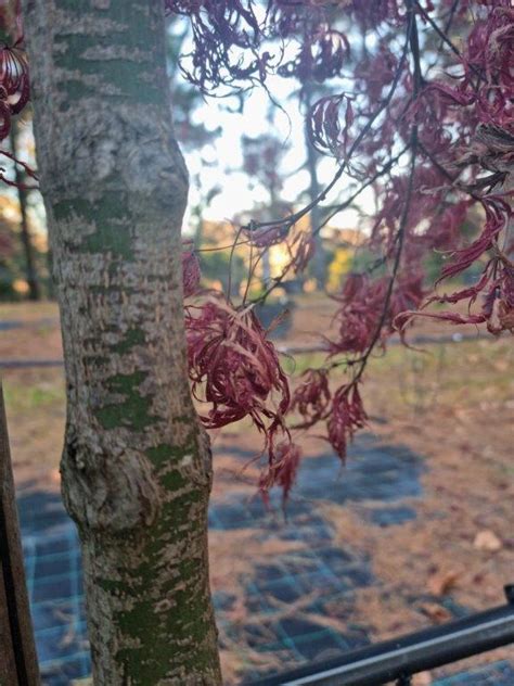 Winter Hill Tree Farm Japanese Maple Dissectum Shojo Shidare Acer