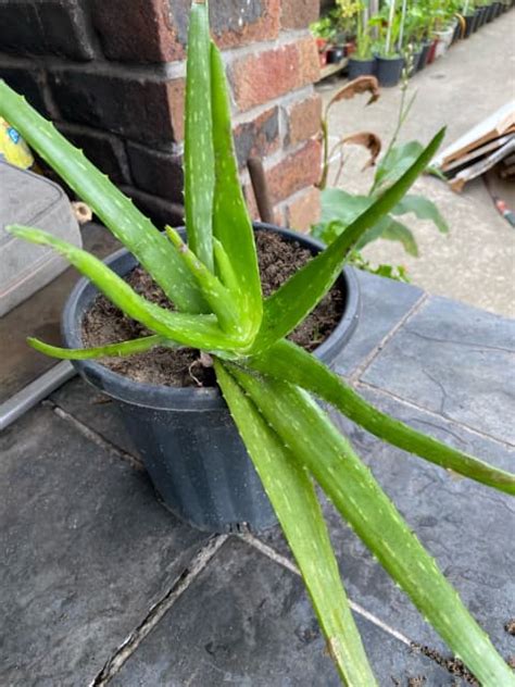 Medicinalaloe Vera Plants At 10 Each Large Size20x Pots Available