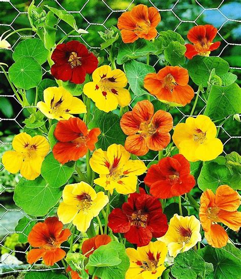 Amazon Raise Me Up Seeds Tall Trailing Nasturtium Mix Indian