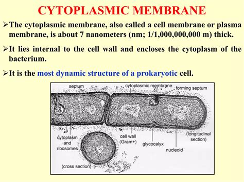 Bacterial-cell-membrane.pdf