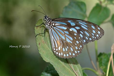 My Butterfly Garden: Dark Blue Tiger