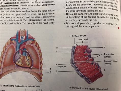 27.7: Pericardium and layers of the heart wall Diagram | Quizlet