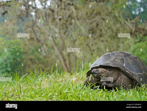 Tortuga De Galapagos O Tortuga Gigante De Galapagos Fotograf As E