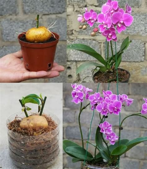 Floraison immédiate si vous en donnez à vos plantes 10 fois plus