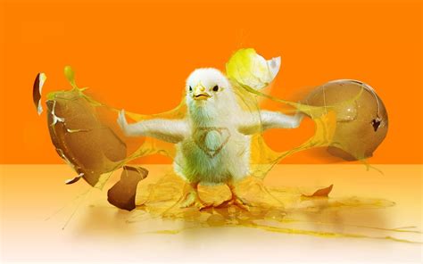 Funny Chicken Wallpapers - Wallpaper Cave