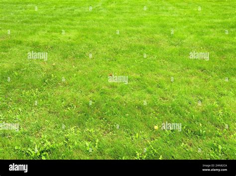 Green lawn. Cut grass texture for the background Stock Photo - Alamy