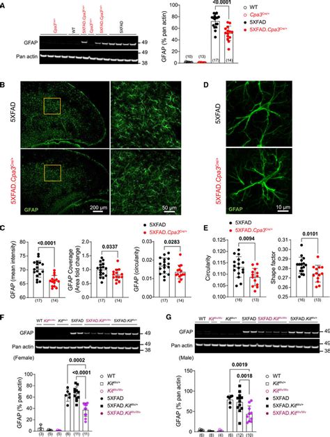 Mast Cell Deficiency Reduces GFAP Expression And Alters Astrocyte