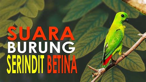 1 JAM DURASI - SUARA BURUNG SERINDIT BETINA - YouTube