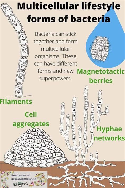 Bacterial Growth And How Bacteria Reproduce On Bacterialworld