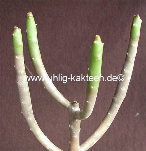 Euphorbia Cedrorum Montaguae Madagaskar Uhlig Kakteen More Than