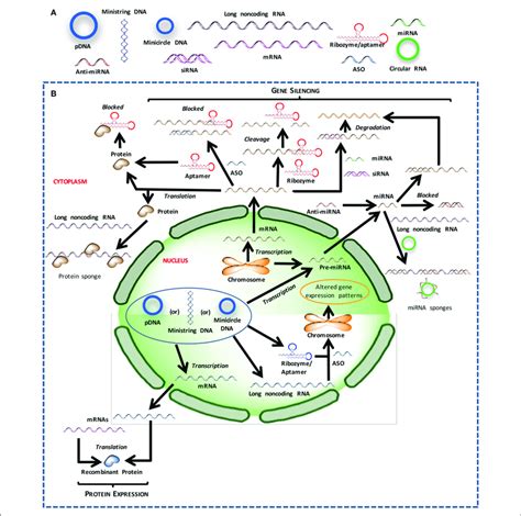 | Different nucleic acids that could be used to derive therapeutic... | Download Scientific Diagram