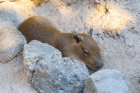 717 Capybara Sleeping Royalty-Free Photos and Stock Images | Shutterstock