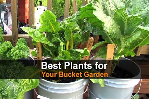 24 Best Plants For Your Bucket Garden