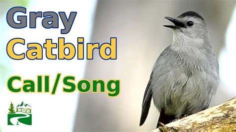 Gray Catbird Call Song Sound YouTube