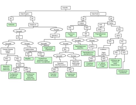 Gram Positive Organisms Chart