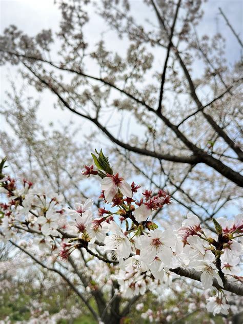 お弁当を持って美しいお花を見に行きました 心を満たす えりの食事〜感謝を込めて 心を込めて〜