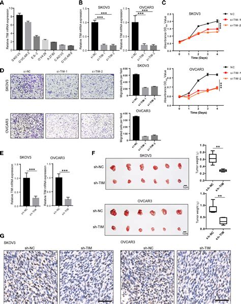 Frontiers Timeless Promotes Tumor Progression By Enhancing