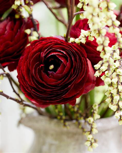 Ranunkel Ranunculus Burgundy Bild Kaufen