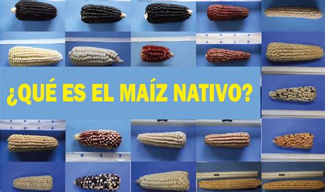 El Ma Z Nativo Un Tesoro Ancestral En La Gastronom A Unam Global