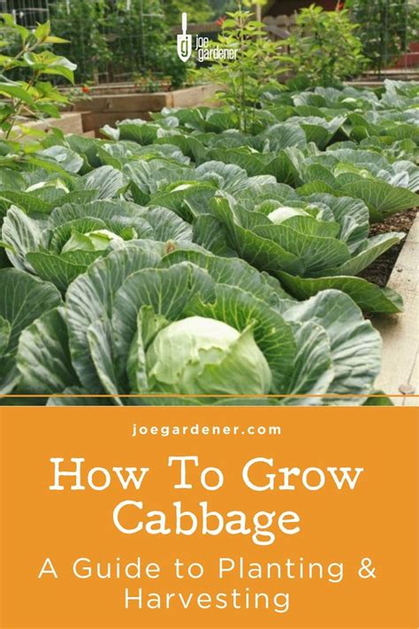 How Do I Grow Cabbage Cabbage Planting Guide Joegardener