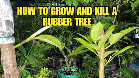 How To Propagate A Rubber Tree And Avoid This Mistake Youtube