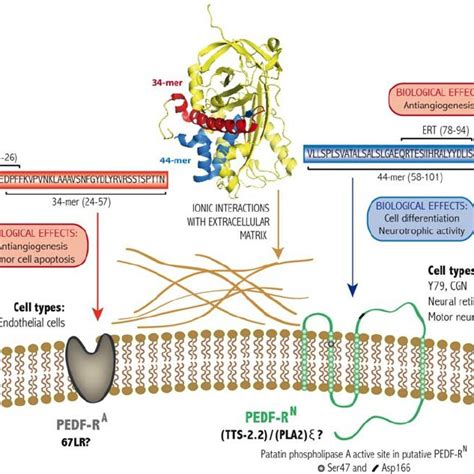 Regulation Of Expression Of PEDF During Melanoma Progression And