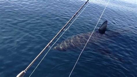 18 Ft Great White Shark Stalks Boat On Video Part 1 Youtube