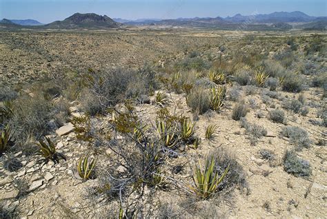 Chihuahuan Desert, Texas, USA - Stock Image - F031/4058 - Science Photo ...