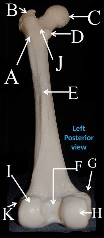 Posterior Femur Diagram Quizlet