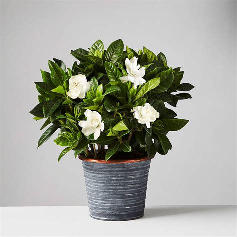 Gardenia Plant | Plants.com