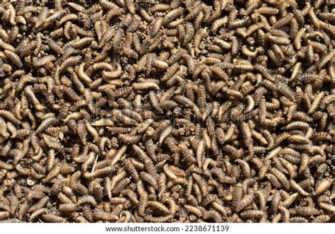 Fly Larvae Maggot Insect Texture Stock Photo 2238671139 Shutterstock