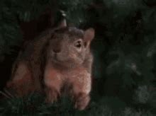 Christmas Vacation Squirrel GIFs | Tenor