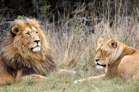 Gir Forest National Park | Beautiful Places