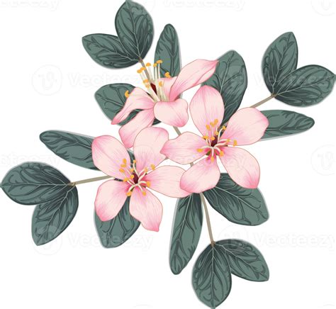 Bouquet Pink Cherry Blossom Flowers Drawing Transparency Background