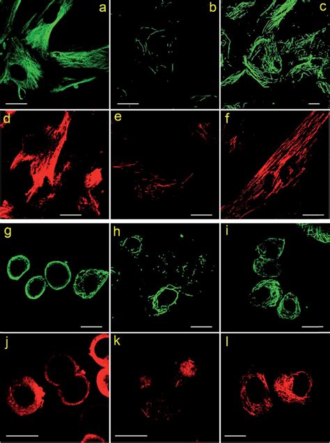 Af Clsm Images Of Mrc Cells Labeled Using Different Protocols A