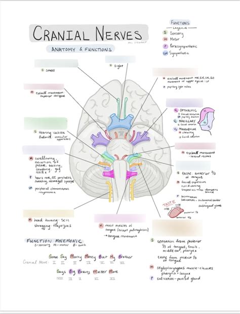 Cranial Nerves And Functions Diagram Quizlet