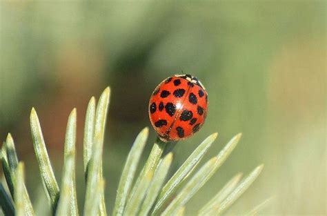 Beetles: Beneficial Garden Bugs - Birds and Blooms