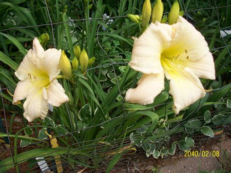 Todaylily: Early Reblooming Daylilies