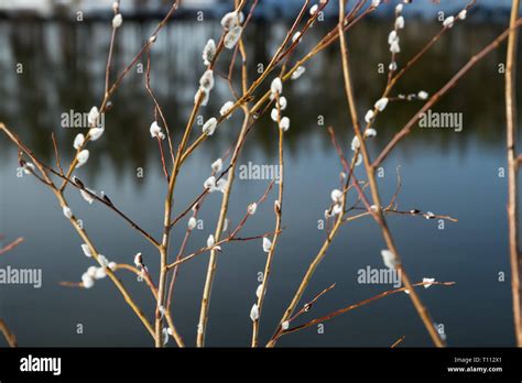 Pussy Willow Branches On River Water Background Stock Photo Alamy