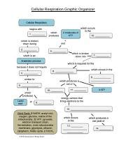 Copy Of Katherine Reyes Cellular Respiration Graphic Organizer On