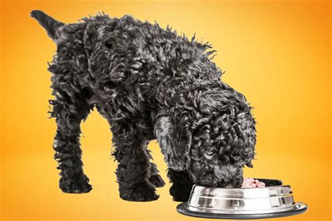 What Do Poodles Eat How To Keep Them Healthy And Happy