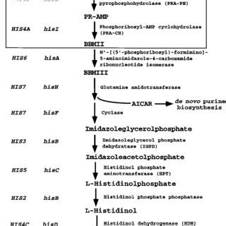 His Biosynthetic Pathway The Pathway Starts With Prpp And Atp As The