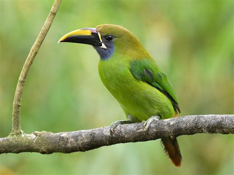 Northern Emerald Toucanet Aulacorhynchus Prasinus Birds Of The World