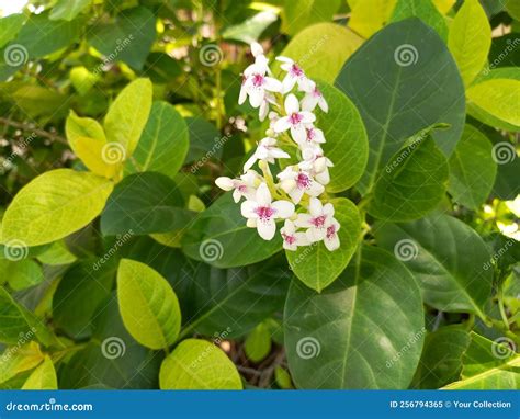 Pseuderanthemum Stock Image Image Of Pseuderanthemum 256794365