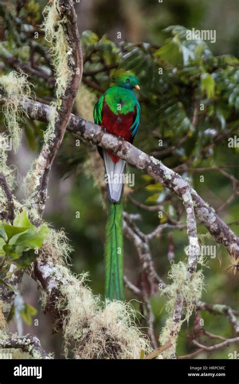 Der Quetzal Pharomachrus Mocinno War Der Heilige Vogel Der Mayas Und