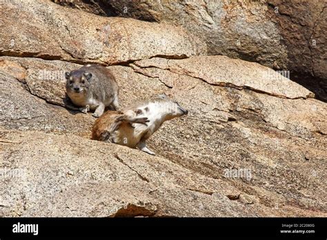 Scratching Fur With Foot Hi Res Stock Photography And Images Alamy