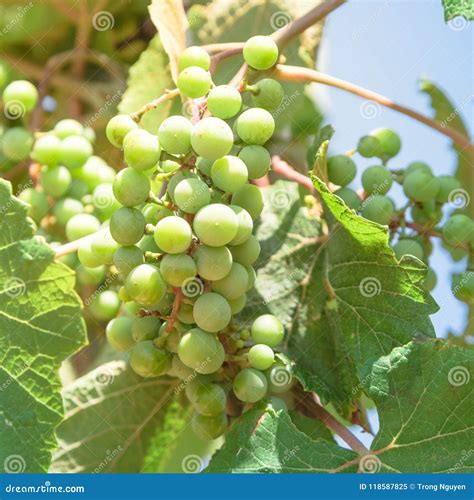 Uva Verde Nova Na Videira Na Adega Local Na Vinha Texas U Imagem De