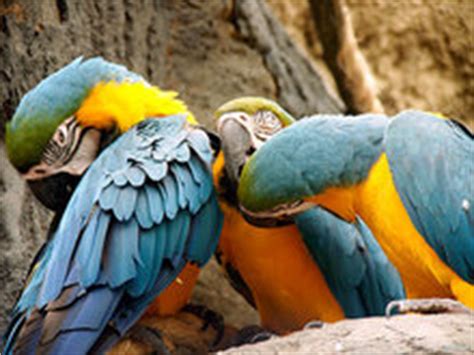 Blue and Gold Macaw Facts | Blue and Gold Macaw Habitat & Diet