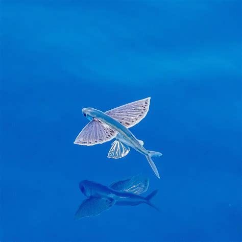 Creating High-Impact Product Launches in a Rapid-Release SaaS World