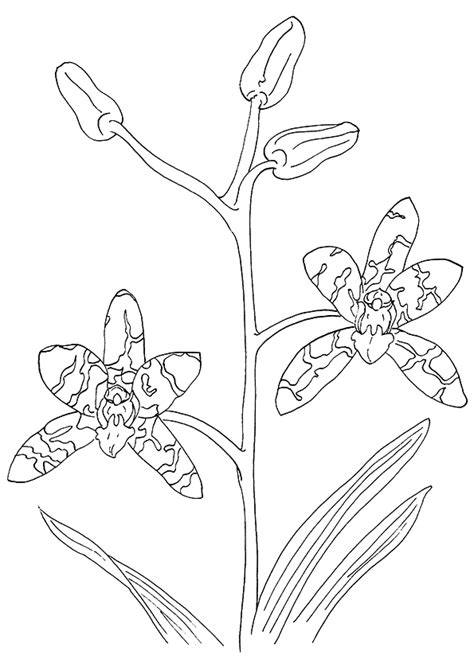 Orchid Flowers Coloring Sheet Coloring Pages Coloring Cool